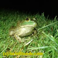 /home//u458753944/public_html/sourcegallery////////////Frogs/More bullfrogs/P7060233.JPG